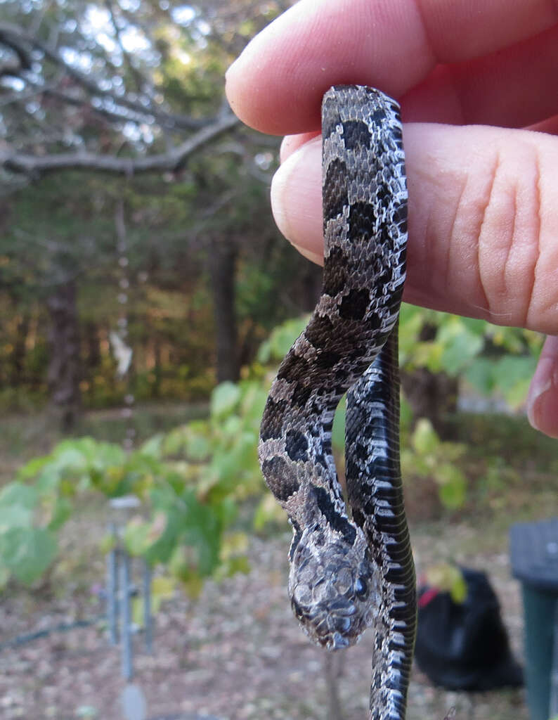 Image of Heterodon Latreille ex Sonnini & Latreille 1801