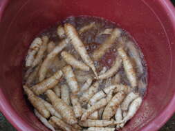 Image of East Indian arrowroot