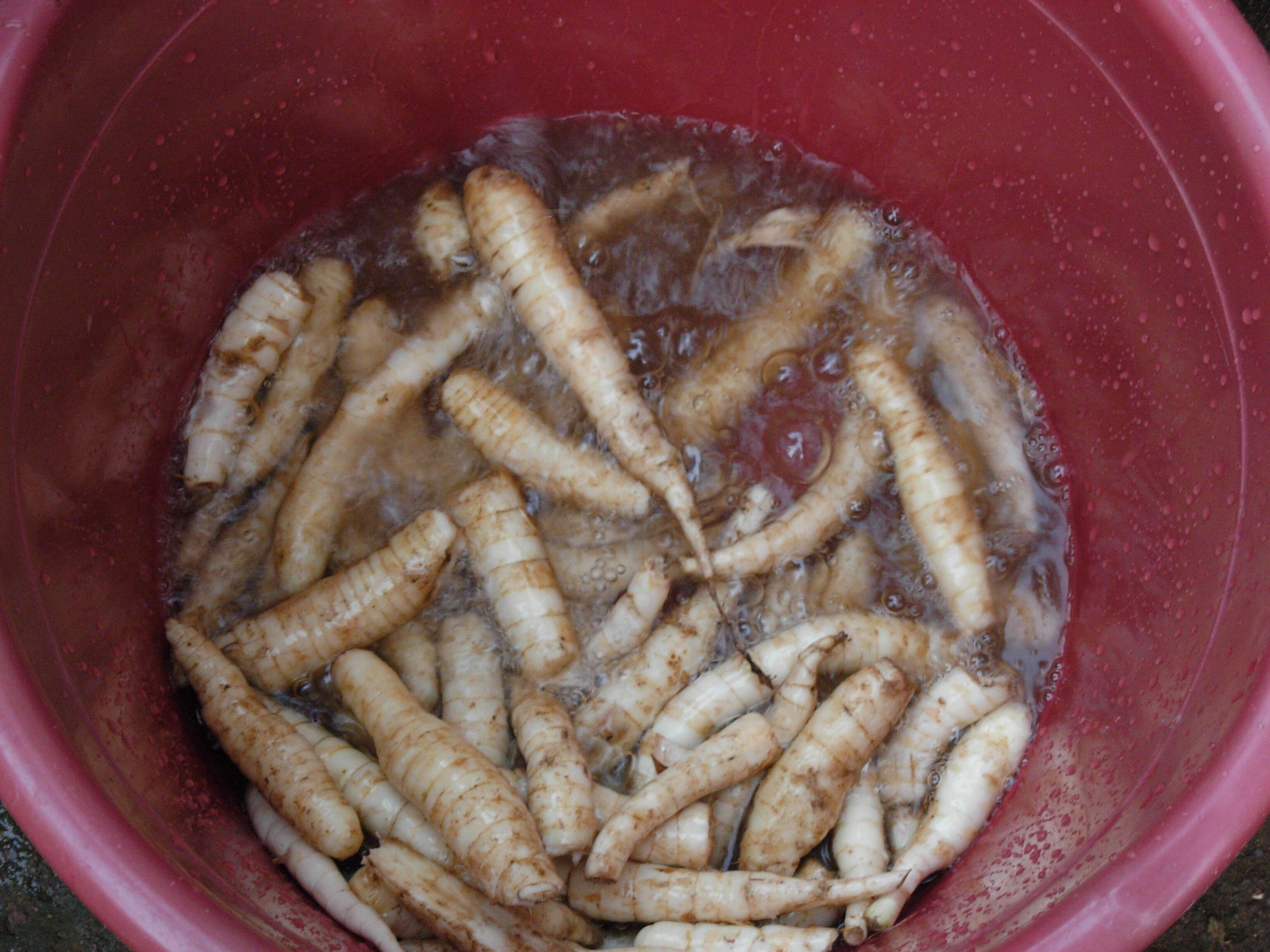 Image of East Indian arrowroot