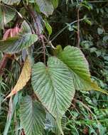 Image of Rubus adenotrichos Schltdl.