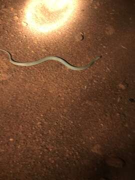 Image of Ringed Brown Snake