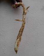 Image of East Indian arrowroot