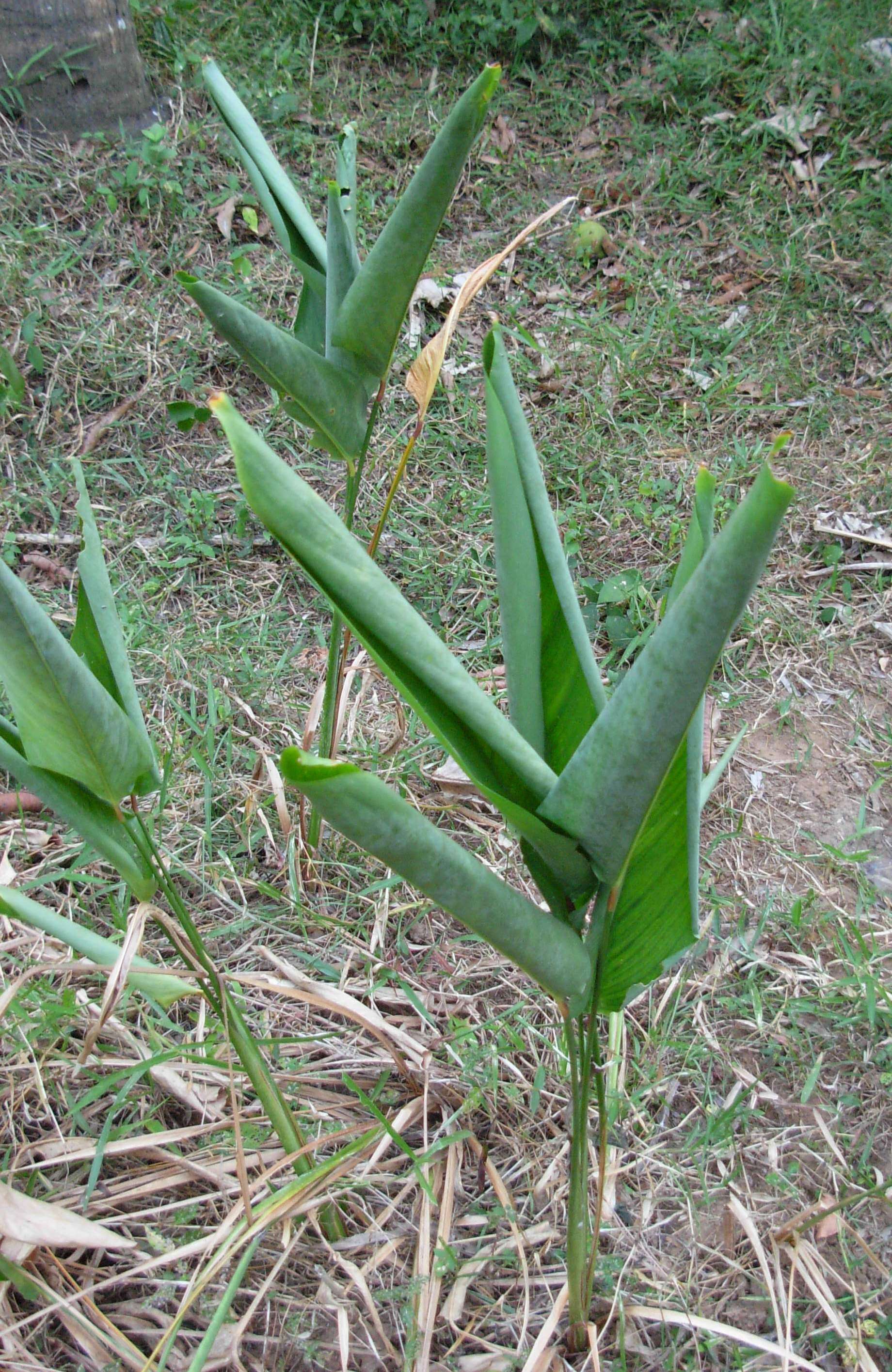 Image of arrowroot