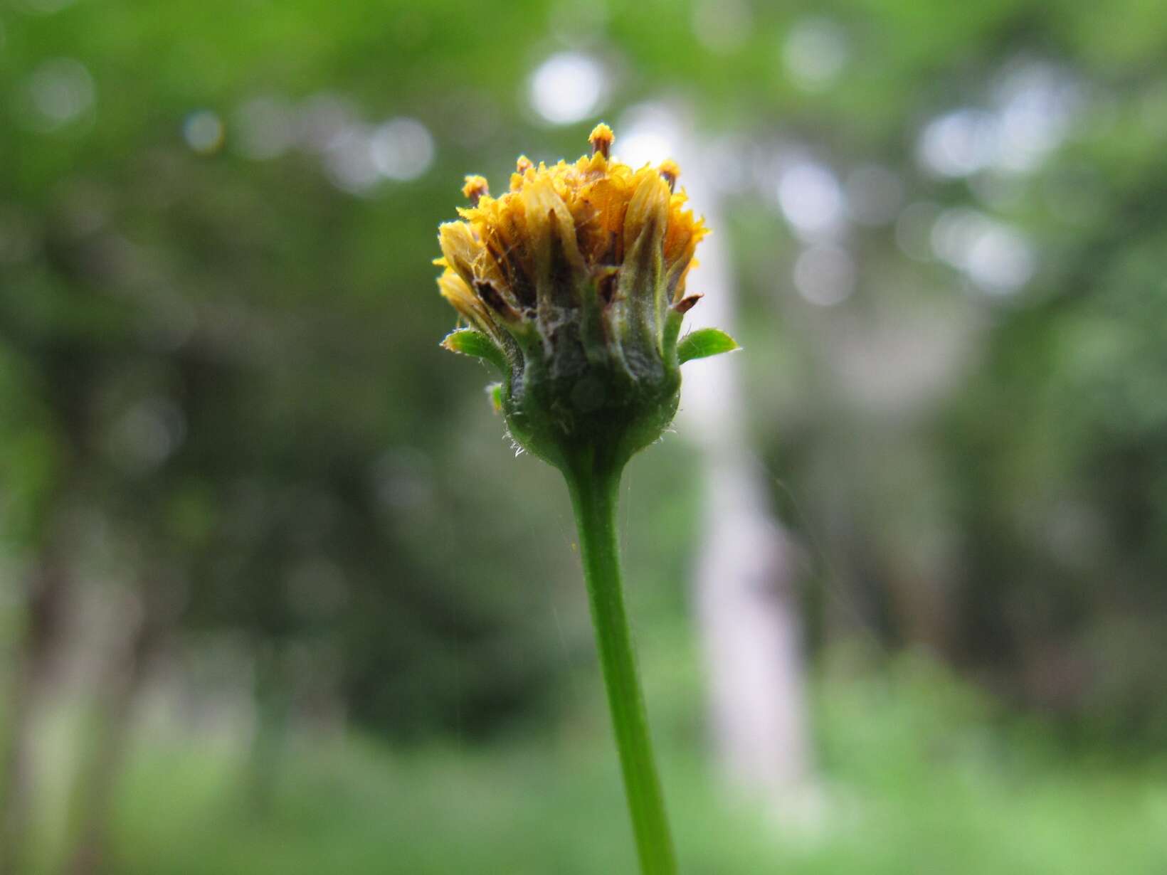 Image of hairy beggarticks