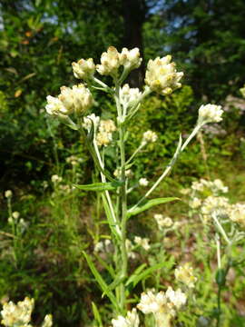 Image of Macoun's cudweed