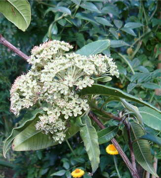 Image of Lemon Myrtle