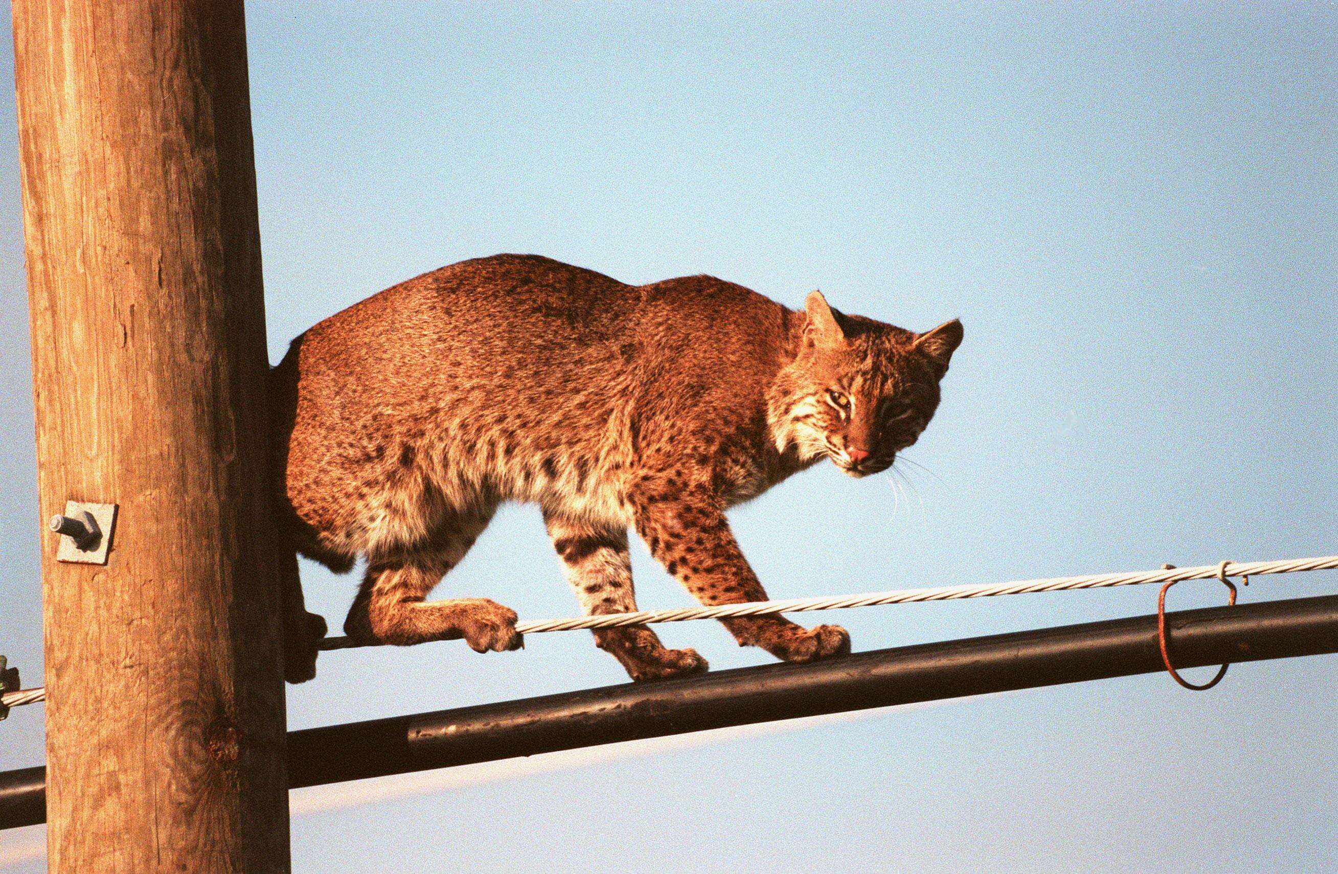 Image of Mexican bobcat