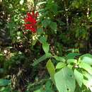 Image of Salvia cinnabarina M. Martens & Galeotti