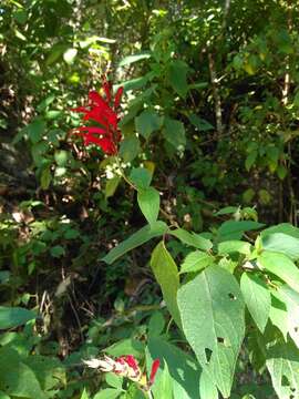 Imagem de Salvia cinnabarina M. Martens & Galeotti