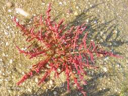 Image of Salicornia ramosissima J. Woods