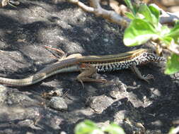 Sivun Aspidoscelis parvisocius (Zweifel 1960) kuva