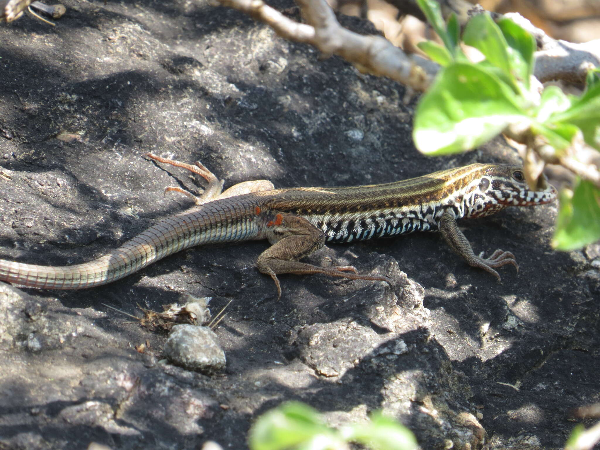 Image of Mexican Pygmy Whiptail