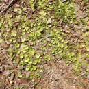 Imagem de Dichondra carolinensis Michx.