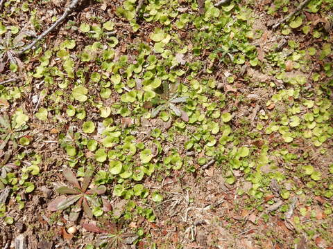 Imagem de Dichondra carolinensis Michx.