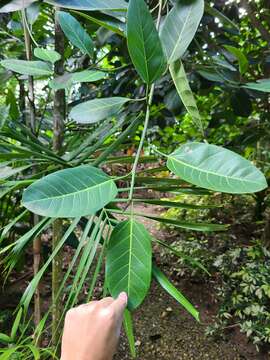 Plancia ëd Ficus altissima Bl.