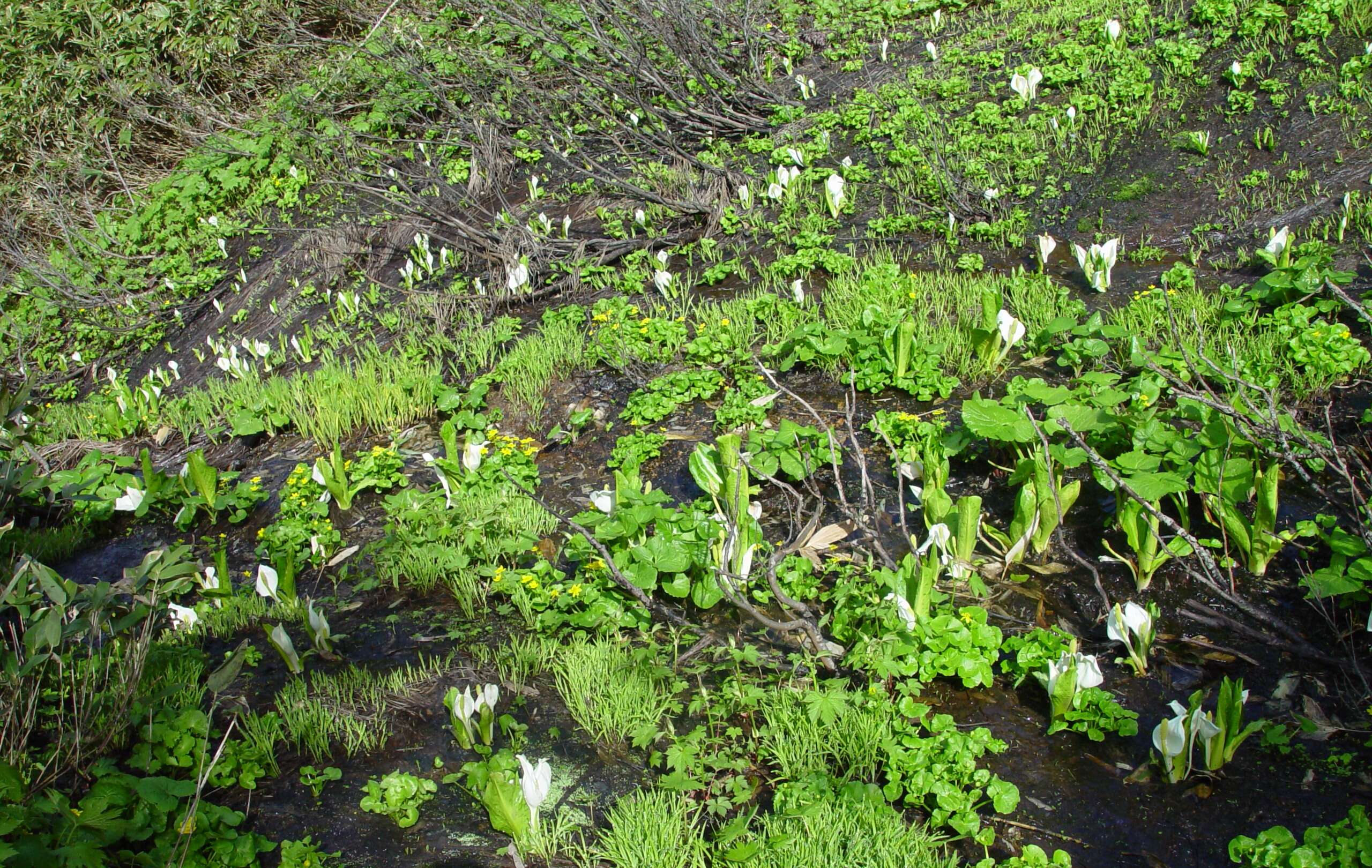 Image of Lysichiton camtschatcensis (L.) Schott