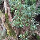 Image of Hedycarya angustifolia A. Cunn.