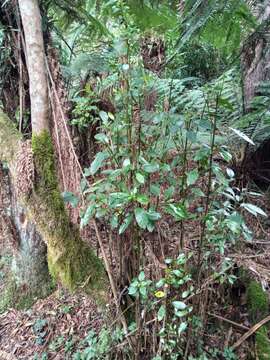 Image of Hedycarya angustifolia A. Cunn.