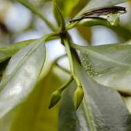 Image of red mangrove