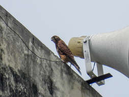 Image of Spotted Kestrel