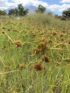 Image of manyspike flatsedge