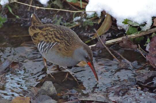 Image of European Water Rail