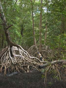 Image of red mangrove