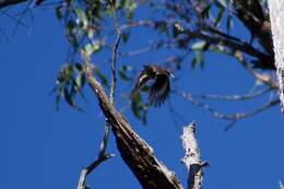 Image of Red-browed Treecreeper