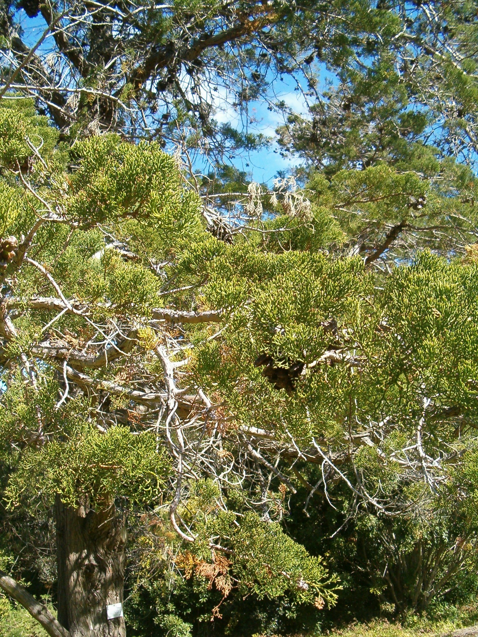 Image of Cape Cypress