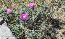 Image of Lampranthus lavisii (L. Bol.) L. Bol.