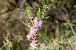 Image of Melaleuca gibbosa Labill.