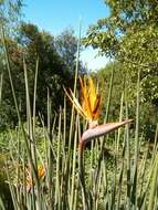 Image of Strelitzia juncea (Ker Gawl.) Link