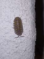 Image of Armadillidium granulatum Brandt 1833