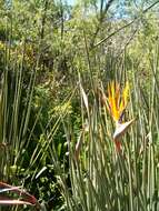 Image of Strelitzia juncea (Ker Gawl.) Link