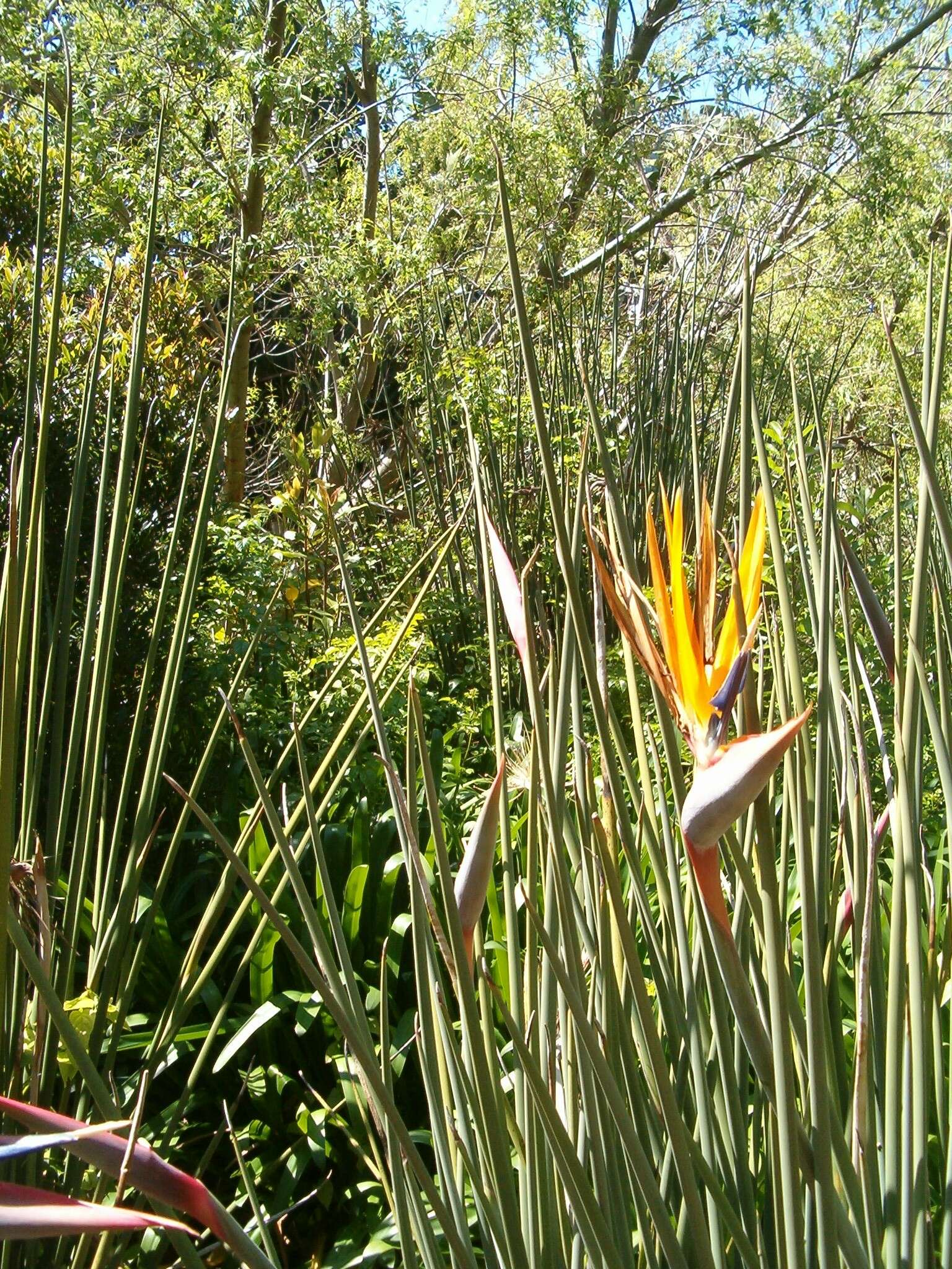 Image of Strelitzia juncea (Ker Gawl.) Link