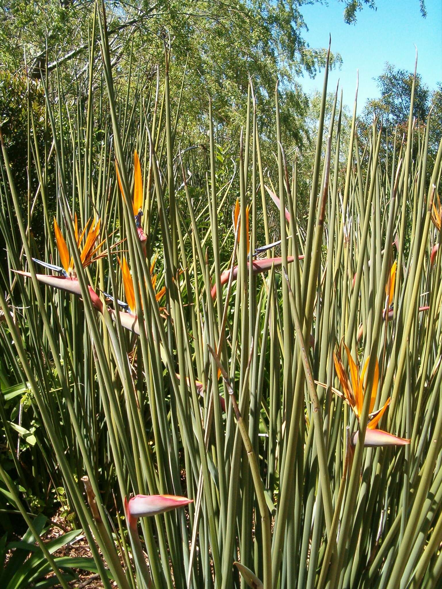 Image of Strelitzia juncea (Ker Gawl.) Link