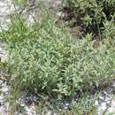 Image of Florida scrub frostweed