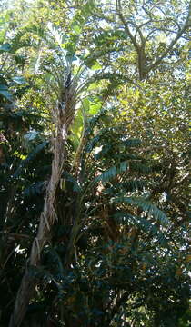 Image of Natal wild banana