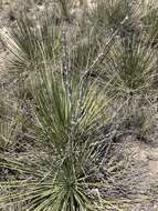 Image of intermediate yucca