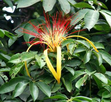 Image of Guiana-chestnut