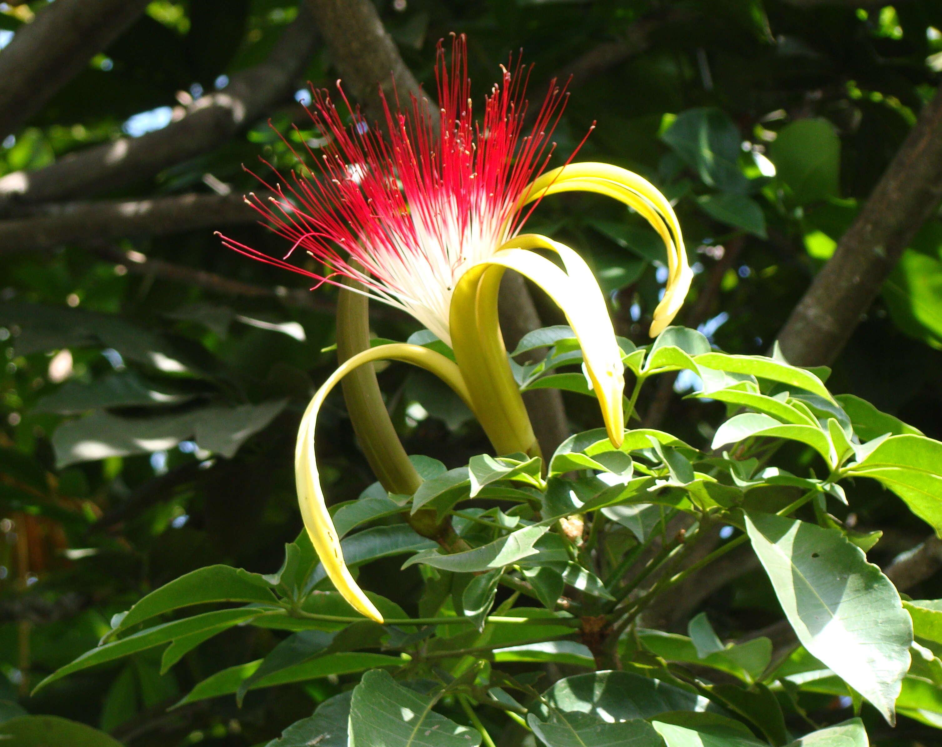 Image of Guiana-chestnut