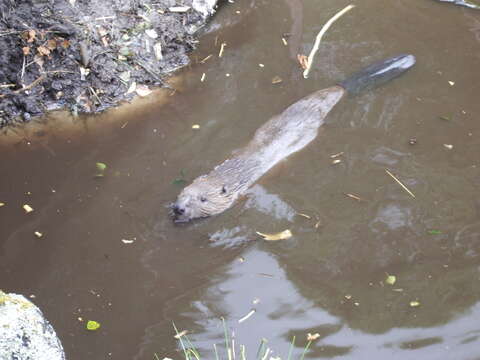 Image of European beaver