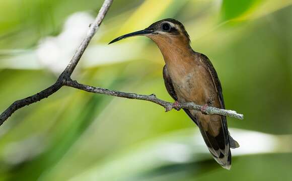 Image of Hook-billed Hermit