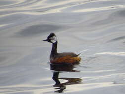 Image of White-tufted Grebe