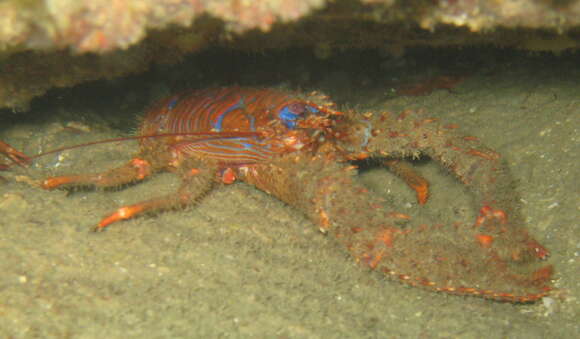 Image of spinous squad lobster