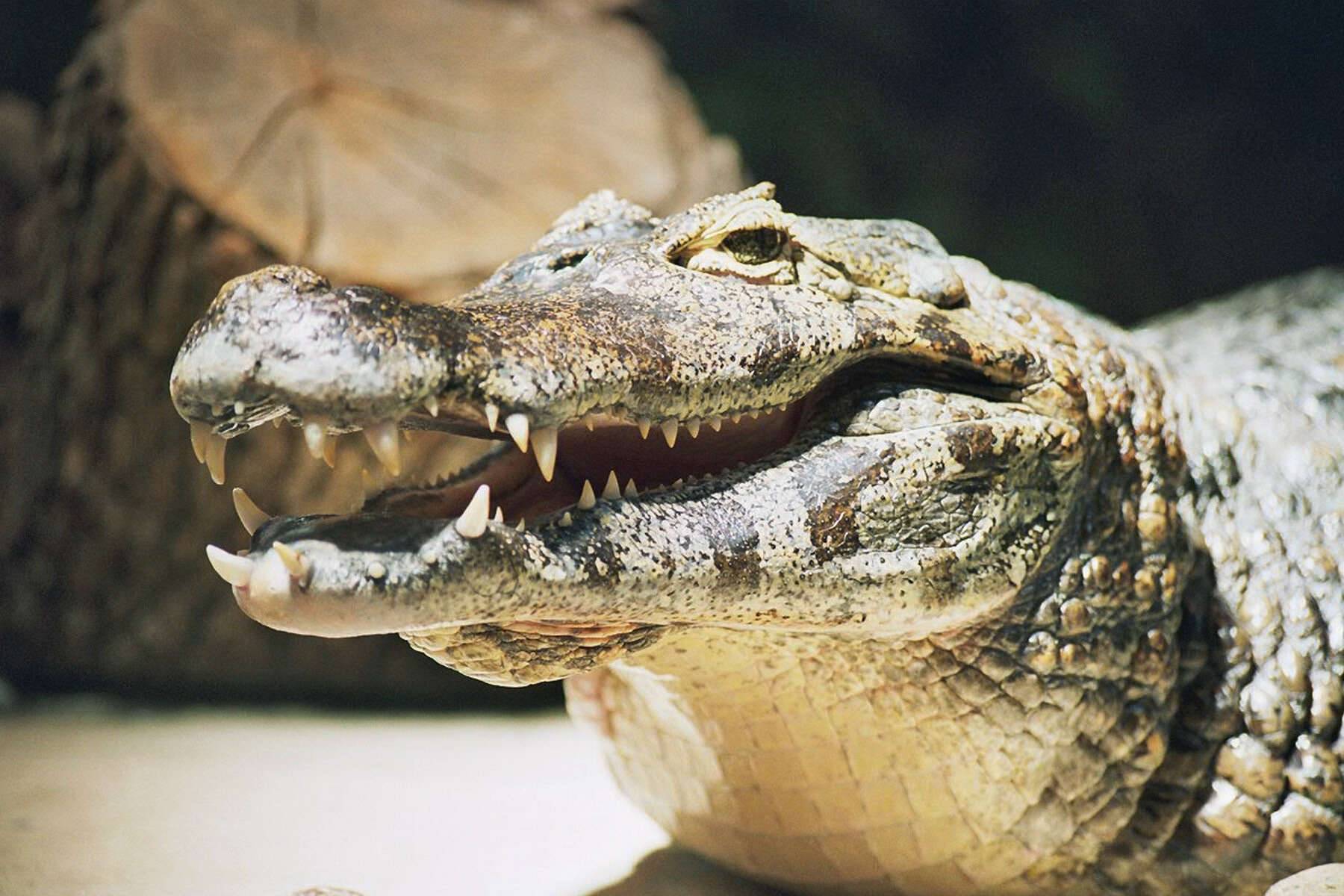 Image of Yacare caiman