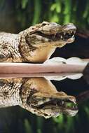 Image of Yacare caiman