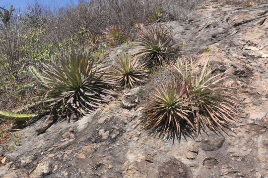 Image of Agave ortgiesiana (Baker) Trel.