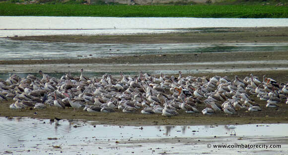 Image of Grey Pelican