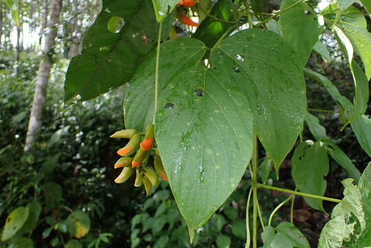 Mucuna rostrata Benth.的圖片
